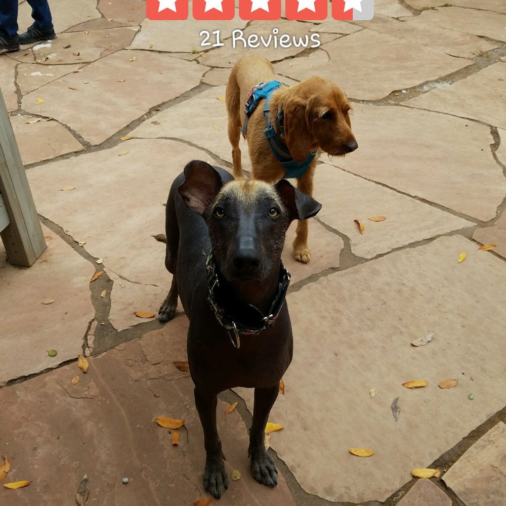 Big Dog Rescue - Peaches saved from Mexico - Pet Services Near Me Big Dog Rescue - Peaches saved from Mexico - Pet Services Near Me