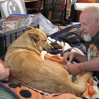 Doggissage - Trying not to fall asleep - Holistic Animal Care Near Me Doggissage - Trying not to fall asleep - Holistic Animal Care Near Me