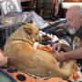 Photo of Doggissage