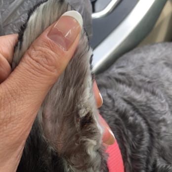 The Spaw - This two weeks from the groomer cut her ear with the clippers. I DO NOT recommend any one go there. - Pet Groomers Near Me - Tustin, California
