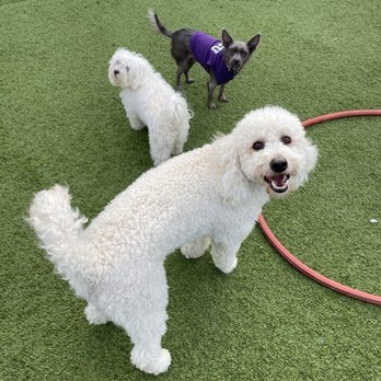 Ruff Resort & Spa - Pet Training Near Me - Benbrook, Texas