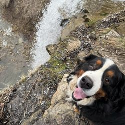 4 Paws Tree House Boarding and Daycare - Nevis the Bernese Mountain Dog!