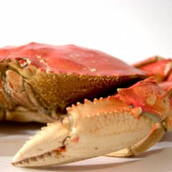 Sechelt Fish Market - Live Local Dungeness Crab always available