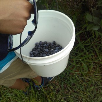 Beck Brothers Citrus - Kids with blueberry bucket - Pick Your Own Farms Near Me - Windermere, Florida Beck Brothers Citrus - Kids with blueberry bucket - Pick Your Own Farms Near Me - Windermere, Florida