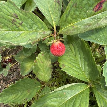 Remlinger Farms - Strawberries - Pumpkin Patches Near Me - Carnation, Washington Remlinger Farms - Strawberries - Pumpkin Patches Near Me - Carnation, Washington