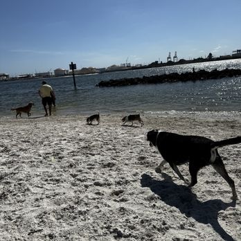 Davis Island Dog Beach - Dog Parks Near Me - Tampa, Florida Davis Island Dog Beach - Dog Parks Near Me - Tampa, Florida