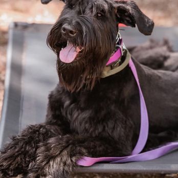 Sweetwater Kennels - Pet Breeders Near Me - Gainesville, Florida Sweetwater Kennels - Pet Breeders Near Me - Gainesville, Florida
