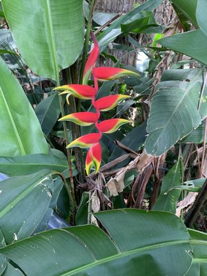Jardim Botânico de Curitiba by null