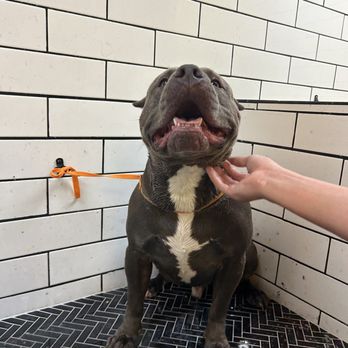 That Crazy Dog Lady - Phoenix - Pet Groomers Near Me - Phoenix, Arizona That Crazy Dog Lady - Phoenix - Pet Groomers Near Me - Phoenix, Arizona