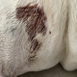 Westinn Kennels - Everything Under One Woof - Rope burn
