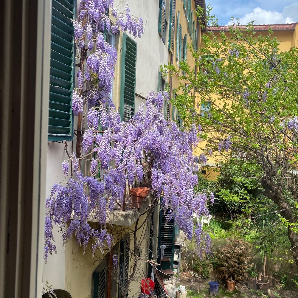 Hotel Monna Lisa - View of wisteria outside of room - Hotels Near Me - Vinci, PO