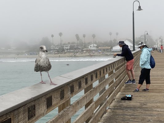 Cayucos Pier by null