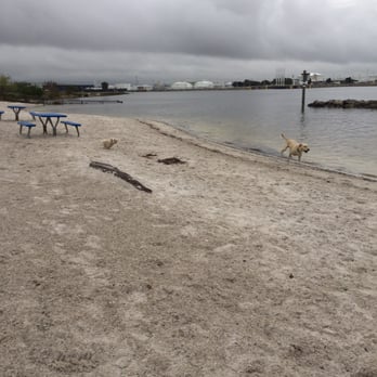 Davis Island Dog Beach - Dog Parks Near Me - Tampa, Florida Davis Island Dog Beach - Dog Parks Near Me - Tampa, Florida