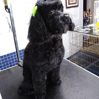Benji's Barking Lot - Pet Groomers Near Me - Batavia, Illinois