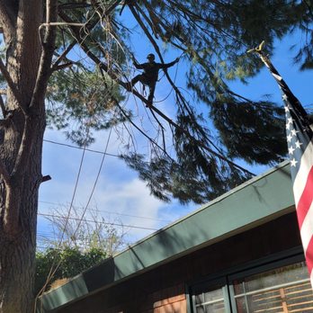 Sherman Oaks Tree Service - Owner Oscar high up on a limb balancing act - Tree Services Near Me