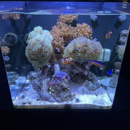 Happiest saltwater tank!