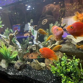 Mulan Bistro - Gorgeous fish tank!! - Chinese Near Me - Collierville, Tennessee Mulan Bistro - Gorgeous fish tank!! - Chinese Near Me - Collierville, Tennessee