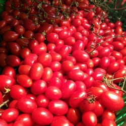 Sicilia Naturkost - Pomodori aus Sizilien!!