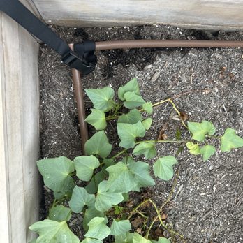Pro Star Builder - Had to tie our irrigation tubes together to water our plants - General Contractors Near Me - Los Angeles, California Pro Star Builder - Had to tie our irrigation tubes together to water our plants - General Contractors Near Me - Los Angeles, California