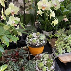 Burlingame LaGuna Florist