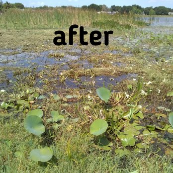 Blands Tree Services - before and after photos - Tree Services Near Me Blands Tree Services - before and after photos - Tree Services Near Me