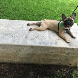 "I got licked by a puppy" bench