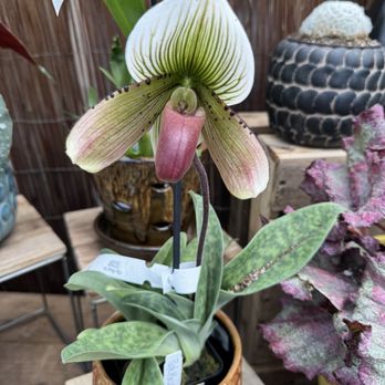 City Floral - Orchid - Nurseries & Gardening Near Me - Denver, Colorado City Floral - Orchid - Nurseries & Gardening Near Me - Denver, Colorado
