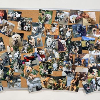 Paw Vivant - The Paw Vivant community - so many happy doggies! - Pet Boarding Near Me - Fremont, California Paw Vivant - The Paw Vivant community - so many happy doggies! - Pet Boarding Near Me - Fremont, California
