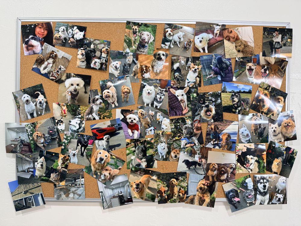 Paw Vivant - pet boarding facility in Fremont, CA