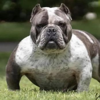 Kingpin Kennels - Pet Transportation Near Me Kingpin Kennels - Pet Transportation Near Me