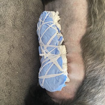 Spry Companions: Veterinary Orthopedic Specialists - Bandage sewed to her back - Veterinarians Near Me - Centennial, Colorado Spry Companions: Veterinary Orthopedic Specialists - Bandage sewed to her back - Veterinarians Near Me - Centennial, Colorado
