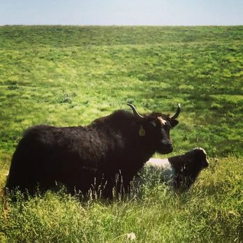 Bow Creek Ranch - Ranches Near Me - Lenora, Kansas