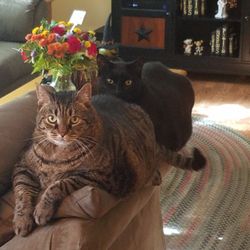 Flemington Veterinary Hospital - Iggy in the front, Kasey in the back