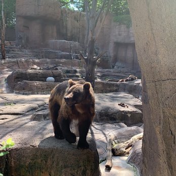 Indianapolis Zoo - The bears are fun to watch. You can frequently find them taking a dip in their pool. - Zoos Near Me - Indianapolis, Indiana Indianapolis Zoo - The bears are fun to watch. You can frequently find them taking a dip in their pool. - Zoos Near Me - Indianapolis, Indiana