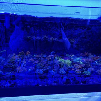 A Reef Creation - Coral - Aquariums Near Me - Buffalo, New York