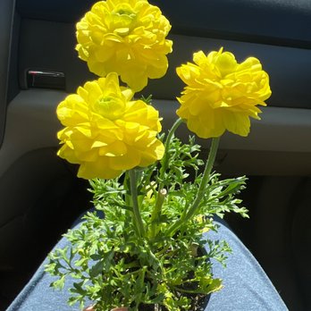 H-E-B - Beautiful plants, vegetables and flowers - Grocery Near Me - Plano, Texas