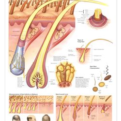 Sunset Hill Electrolysis