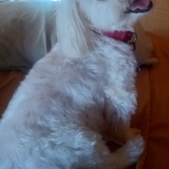 1. Peek A Boo Pet Grooming