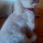 Photo of Peek A Boo Pet Grooming