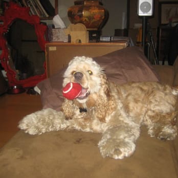 Wayside Waifs - We adopted colt - Pet Services Near Me - Kansas City, Missouri