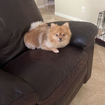 Sydnee's Pet Grooming - Kai - Pet Groomers Near Me - San Marcos, California