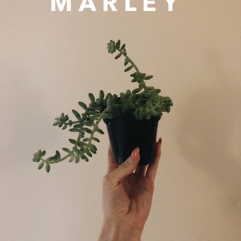 Strader's Garden Centers - Donkey tail - Nurseries & Gardening Near Me - Columbus, Ohio