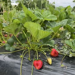 White Hill Farms - Strawberries