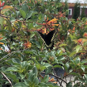 Florida Nursery Mart - Polydamas swallowtail on firebush - sold at fl nursery mart - Landscaping Near Me - Davie, Florida Florida Nursery Mart - Polydamas swallowtail on firebush - sold at fl nursery mart - Landscaping Near Me - Davie, Florida