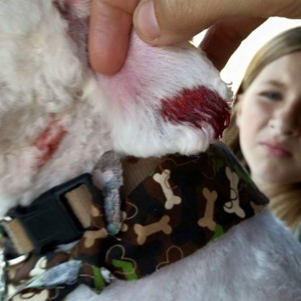 Horizon Pet Supply - Dripping blood from front of ear to inside of ear, on his neck & dripping blood in my car - Pet Stores Near Me - Wildomar, California