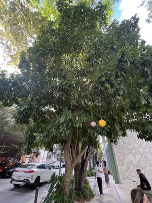 Paradise Plaza by null