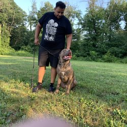 410K9 Dog Training