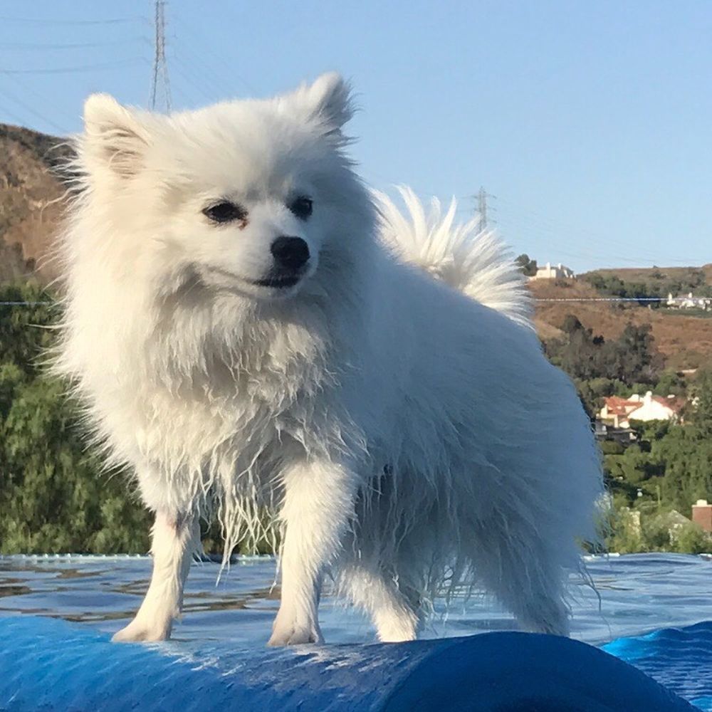 At A Pooch's Pace Dog Training Orange County - Stella - Pet Training Near Me - Trabuco Canyon, California