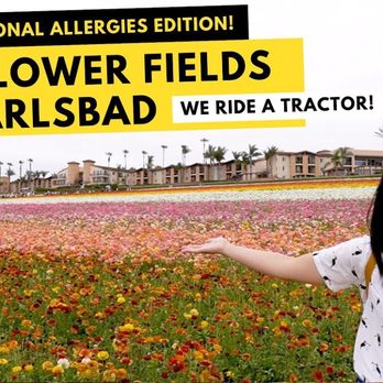 The Flower Fields - https://youtu.be/IGDlU8NjBWI Watch my video review to see what it looks like today. - Venues & Event Spaces Near Me - Carlsbad, California The Flower Fields - https://youtu.be/IGDlU8NjBWI Watch my video review to see what it looks like today. - Venues & Event Spaces Near Me - Carlsbad, California