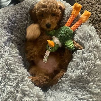 Gooberry's Goldendoodles - Pet Breeders Near Me Gooberry's Goldendoodles - Pet Breeders Near Me